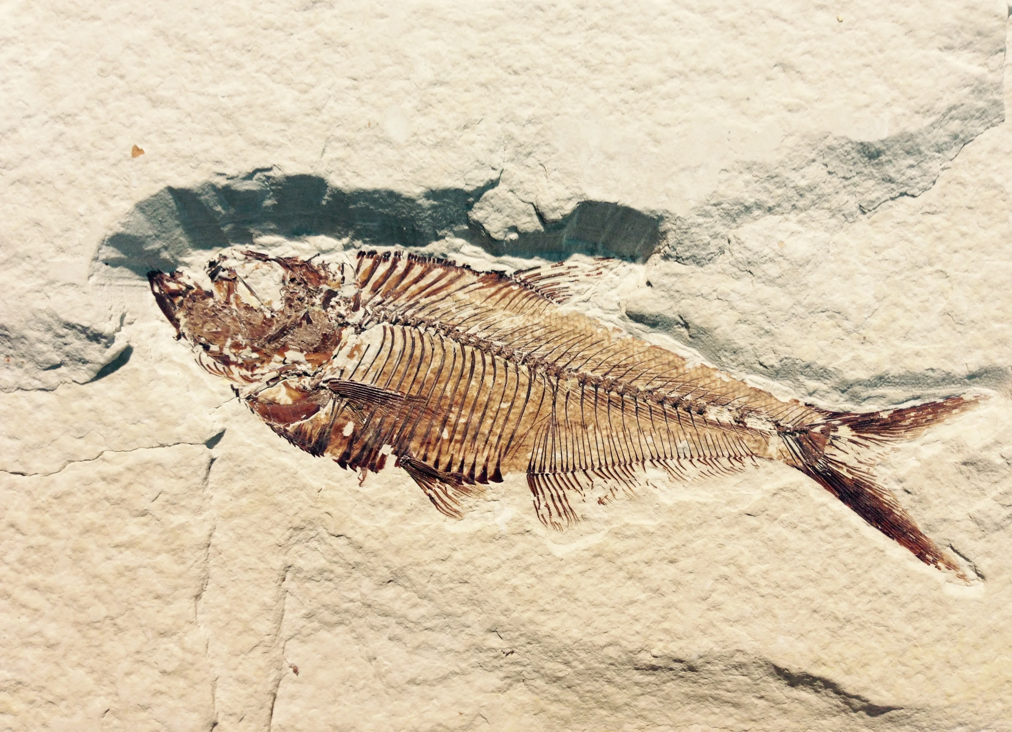 Fossilierter Fisch mit deutlich erkennbarem Kopf, Skelett und Flossen