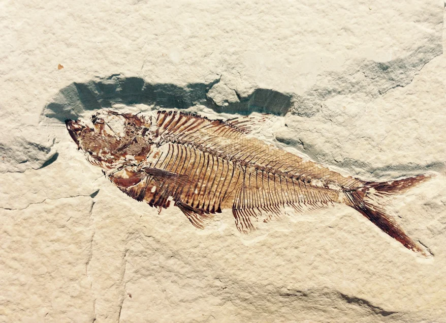 Fossilierter Fisch mit deutlich erkennbarem Kopf, Skelett und Flossen