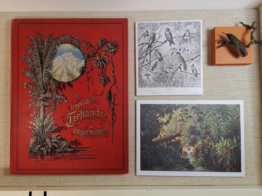 In der Vitrine liegen das Buch "Vom tropischen Tieflande zum ewigen Schnee", zwei historische Regenwaldillustrationen und das Präparat eines Kolibri.
