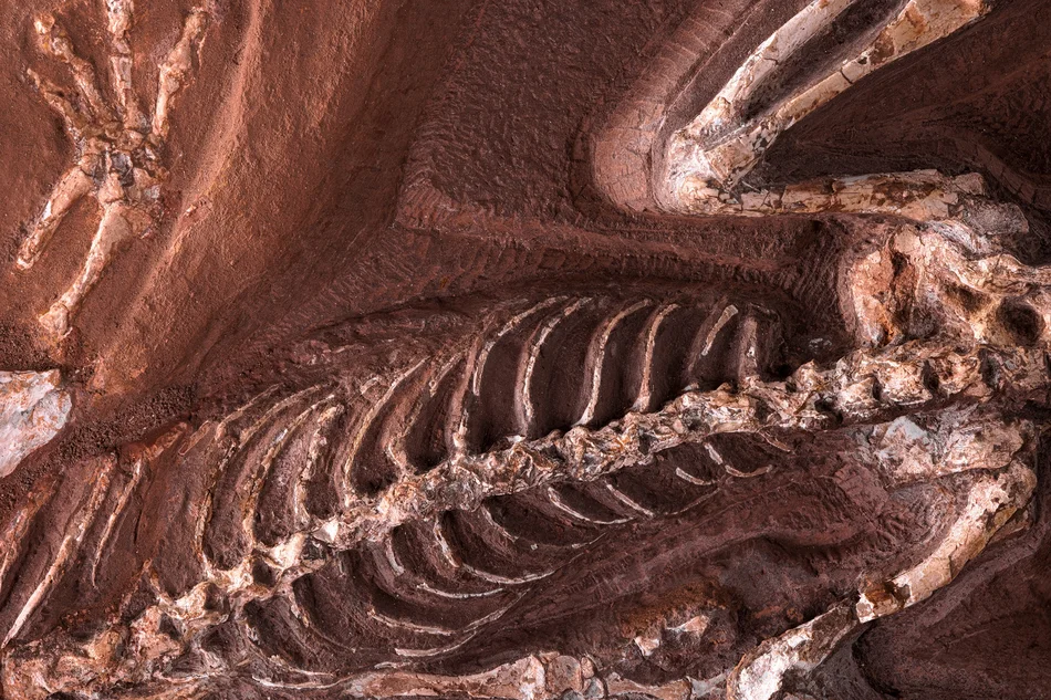 Erdzeiten: Geologie ist Leben Nahaufnahme eines Wirbeltier-Fossils mit Fokus auf Wirbelsäule und Rippen vor braunem Stein-Untergrund