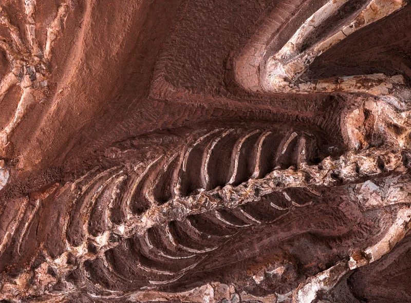 Nahaufnahme eines Wirbeltier-Fossils mit Fokus auf Wirbelsäule und Rippen vor braunem Stein-Untergrund