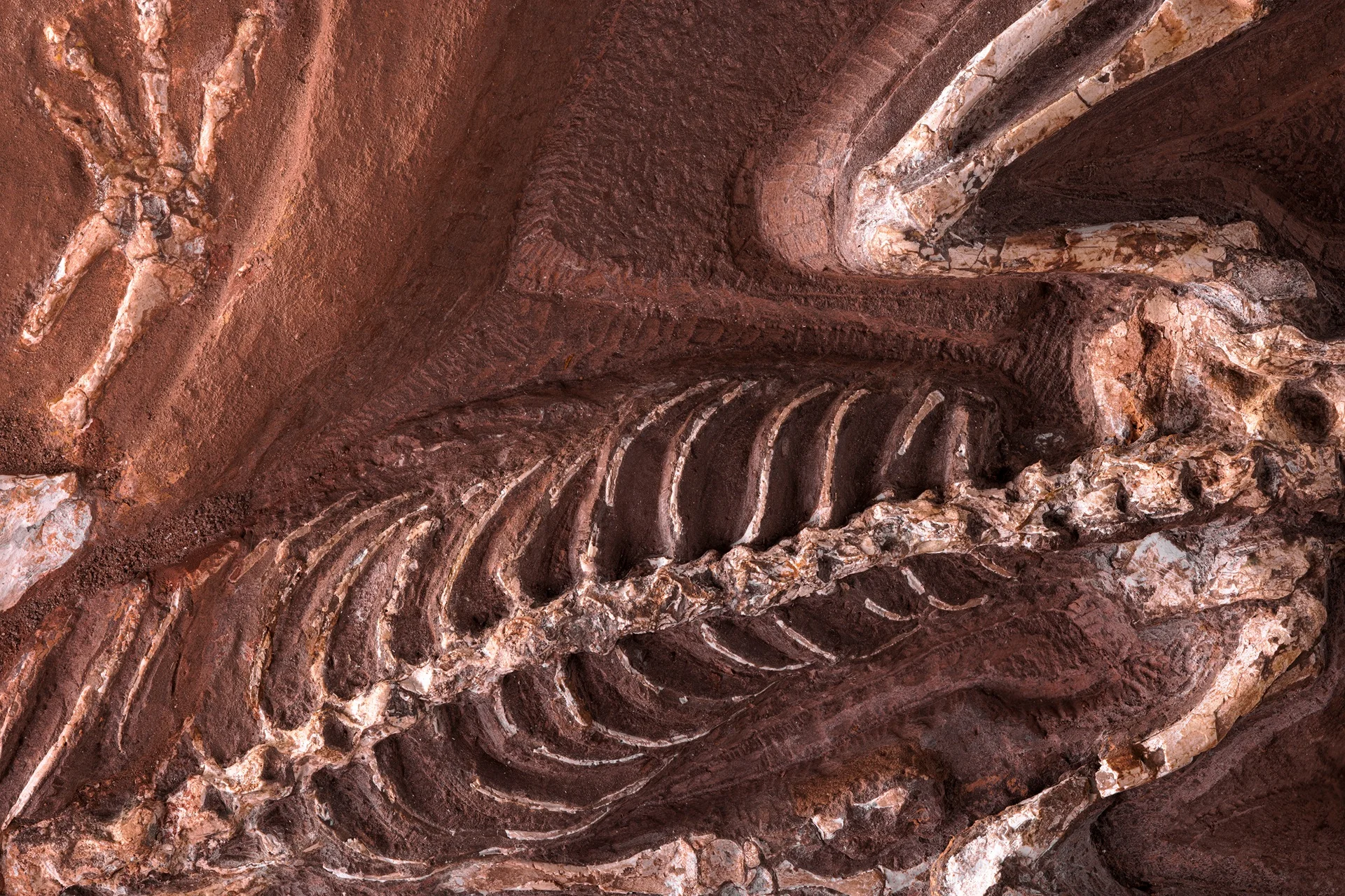 Nahaufnahme eines Wirbeltier-Fossils mit Fokus auf Wirbelsäule und Rippen vor braunem Stein-Untergrund