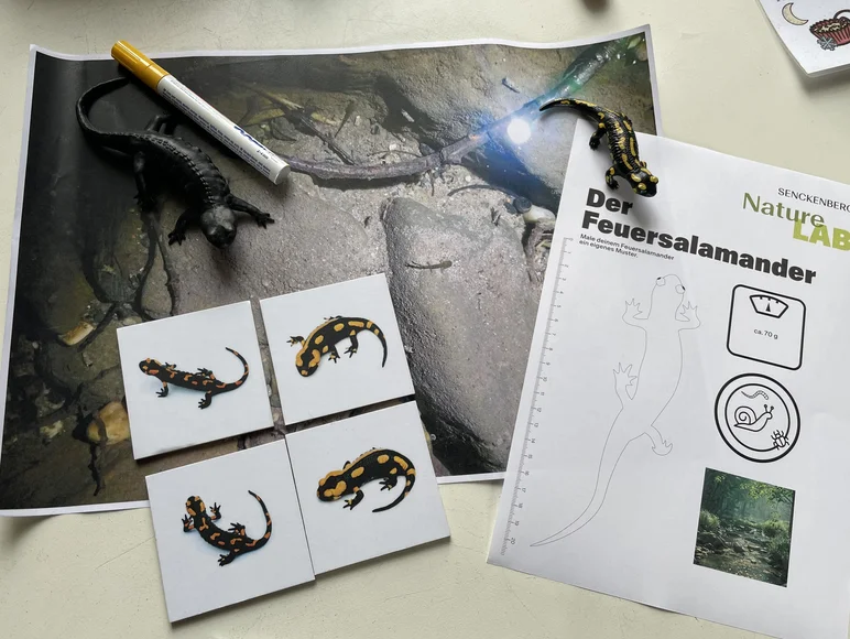 Auf einer Arbeitsfläche sind Arbeitsmaterialien zu Salamandern angeordnet.