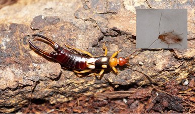 Das Foto zeigt einen Ohrwurm und eine Schabe auf dem Boden als Collage.