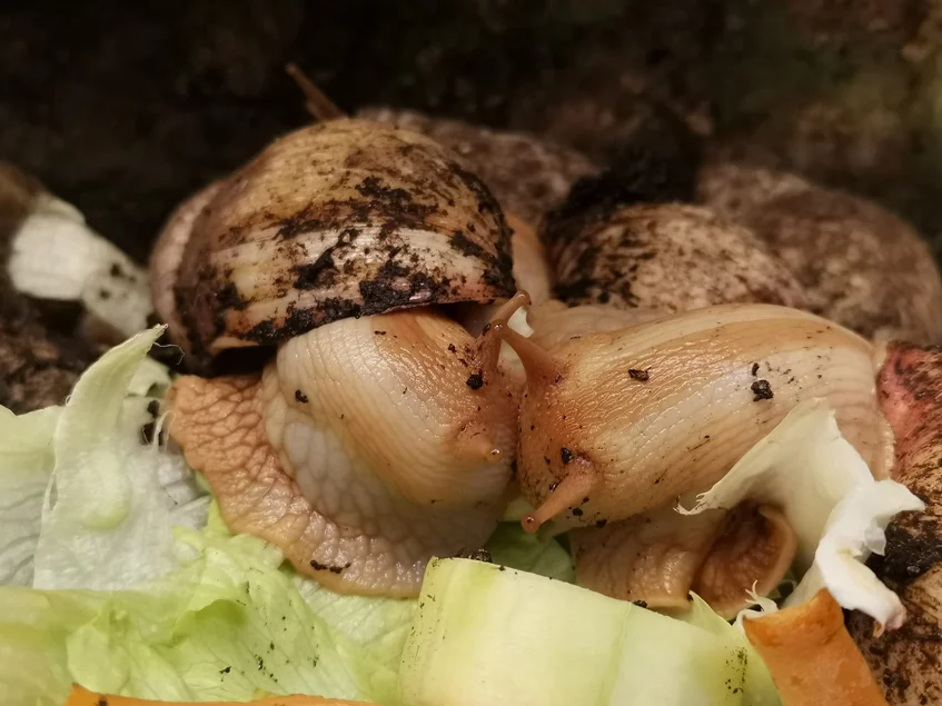 Zwei auf Kopfsalatblättern sitzende Schnecken, die am Fressen sind