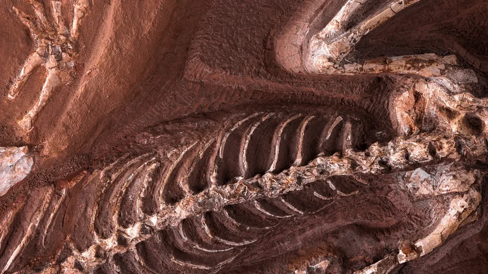 Erdzeiten − Geologie ist Leben Nahaufnahme eines Wirbeltier-Fossils mit Fokus auf Wirbelsäule und Rippen