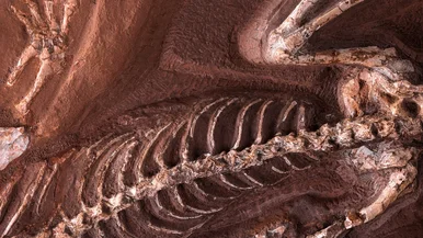 Erdzeiten − Geologie ist Leben Nahaufnahme eines Wirbeltier-Fossils mit Fokus auf Wirbelsäule und Rippen