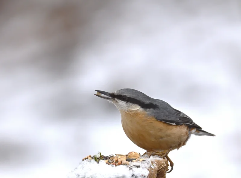 Ein kleiner Vogel sitzt auf einem schneebedeckten Zweig, im Schnabel hält er eine Beere.