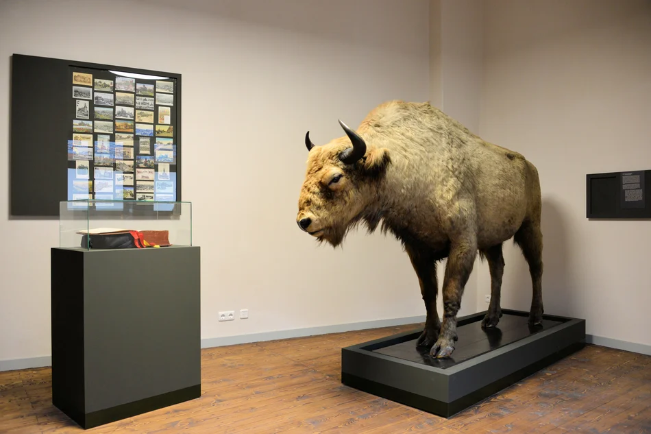 Auf einem flachen Podest steht ein ausgestopftes Bison.