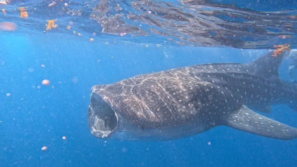 Unterwasser-Aufnahme zweier Walhaie mit weiß-gepunkteten Rücken; im Hintergrund ist ein Taucher erkennbar.