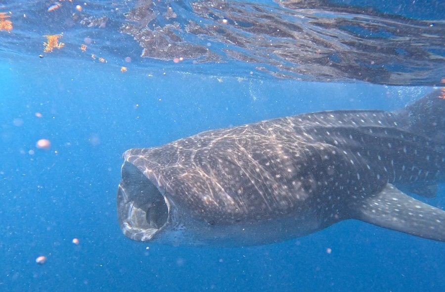 Walhai Unterwasser-Aufnahme zweier Walhaie mit weiß-gepunkteten Rücken; im Hintergrund ist ein Taucher erkennbar.