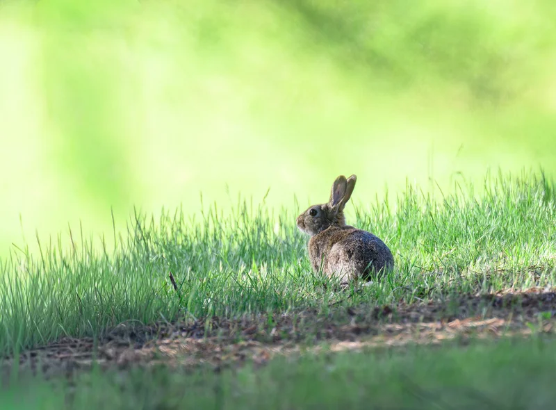 Ein braunes Kaninchen sitzt auf einer grünen Wiese.