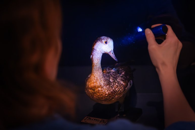 In einem dunklen Raum scheint eine Person mit einer Taschenlampe auf ein Vogelpräparat.