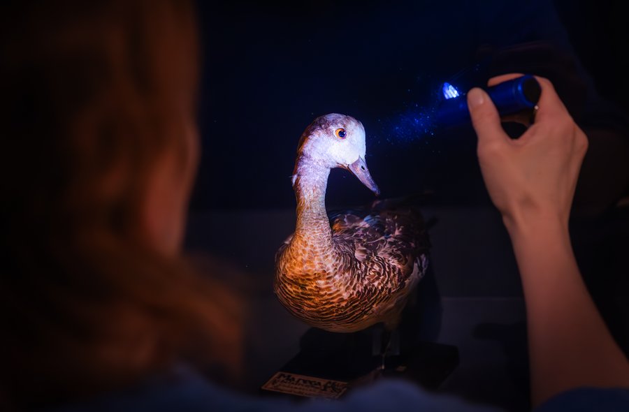 Taschenlampenführung In einem dunklen Raum scheint eine Person mit einer Taschenlampe auf ein Vogelpräparat.