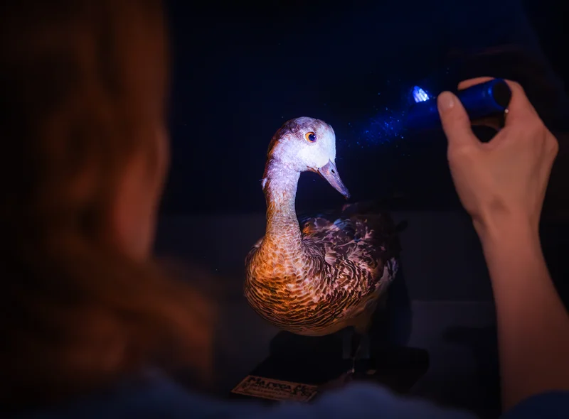 In einem dunklen Raum scheint eine Person mit einer Taschenlampe auf ein Vogelpräparat.