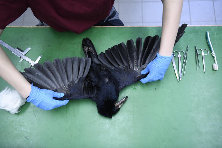 Das Foto zeigt eine tote Krähe auf einem Tisch, deren Flügel von einer Person mit Gummihandschuhen ausgebreitet werden