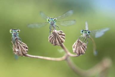 Kleinlibellen Das Foto zeigt drei Libellen, die auf einem Ast sitzen und in die Kamera schauen.