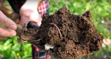 Eine Hand, die einen Klumpen Erde hält, in dem sich ein Regenwurm befindet