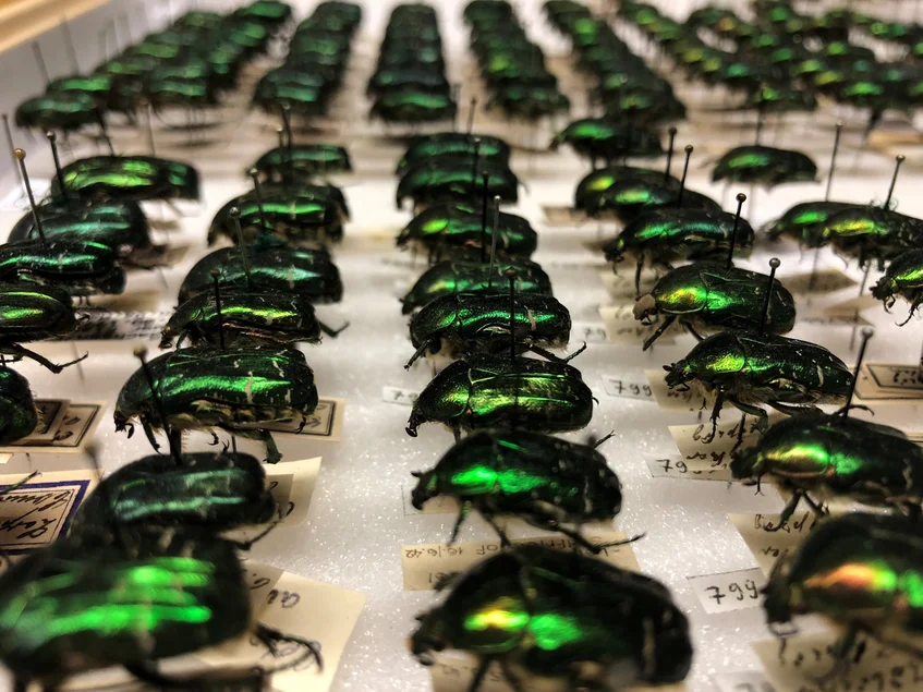 Das Foto gewährt einen nahen Blick in einen Schaukasten mit grünlich schimmernden Rosenkäfern.