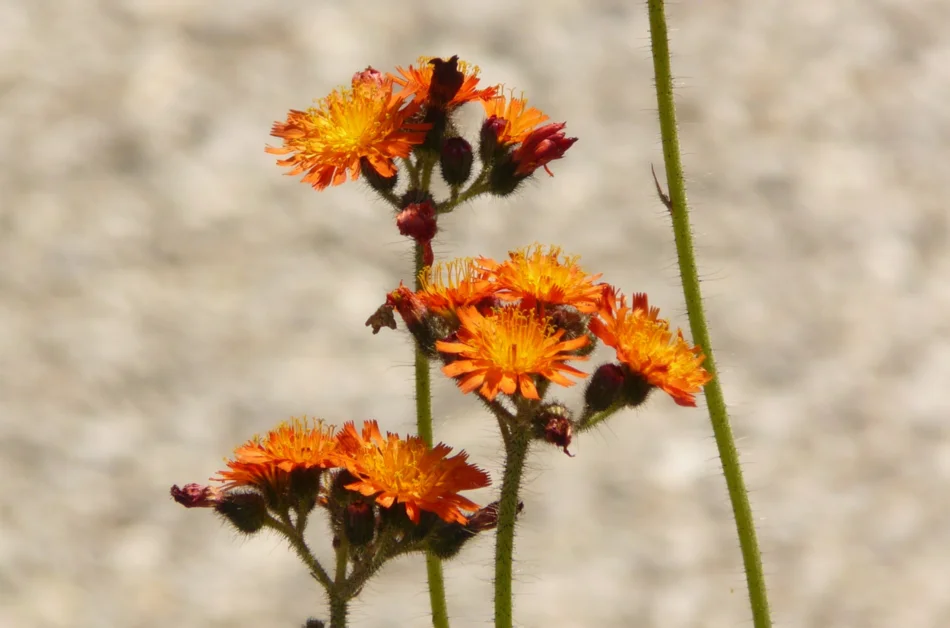 Nahaufnahme von drei kleinen, orangefarbenen Wildblumen-Blüten, die auf dünnen grünen Stengeln sitzen