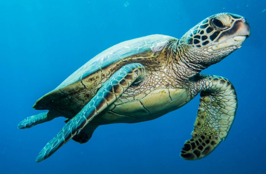 Meeresschildkröte Unterwasseraufnahme einer großen, schwimmenden Schildkröte