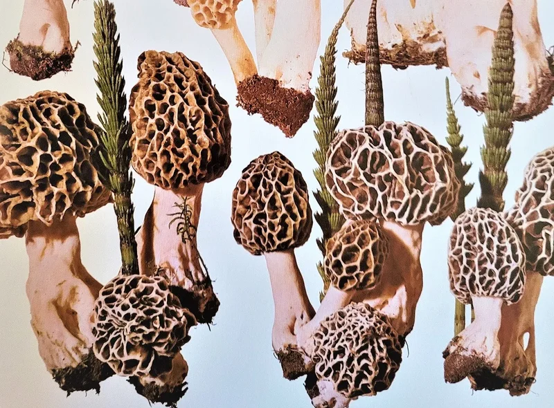 Grafische Darstellung mehrerer Pilze - genauer gesagt: Morcheln - sowie Schachtelhalme