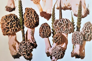 Auch Pilze gehören zur Sammlung Grafische Darstellung mehrerer Pilze - genauer gesagt: Morcheln - sowie Schachtelhalme