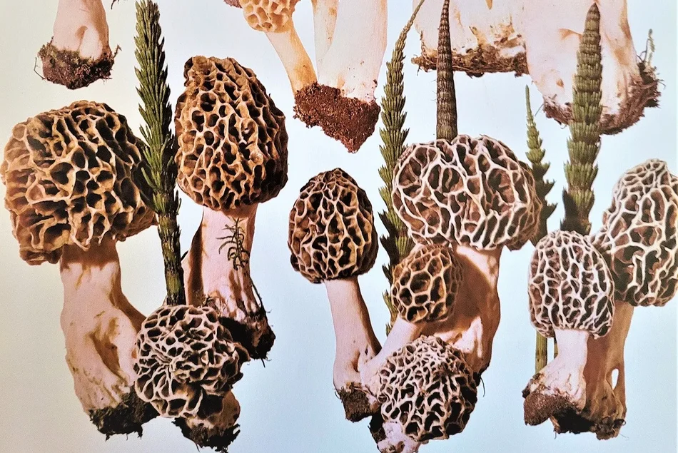 Auch Pilze gehören zur Sammlung Grafische Darstellung mehrerer Pilze - genauer gesagt: Morcheln - sowie Schachtelhalme