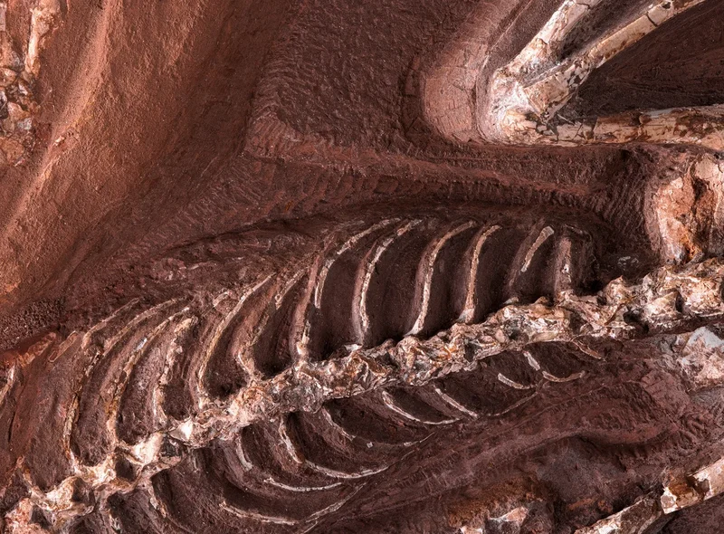 Ein fossiliertes Skelett auf bräunlichem Stein-Untergrund