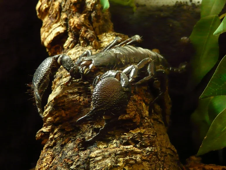 Nahaufnahme eines olivgrünen Skorpions auf einem tropischen Baumstamm