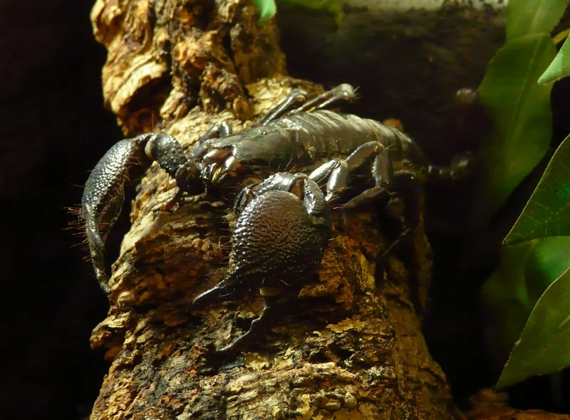 Nahaufnahme eines olivgrünen Skorpions auf einem tropischen Baumstamm