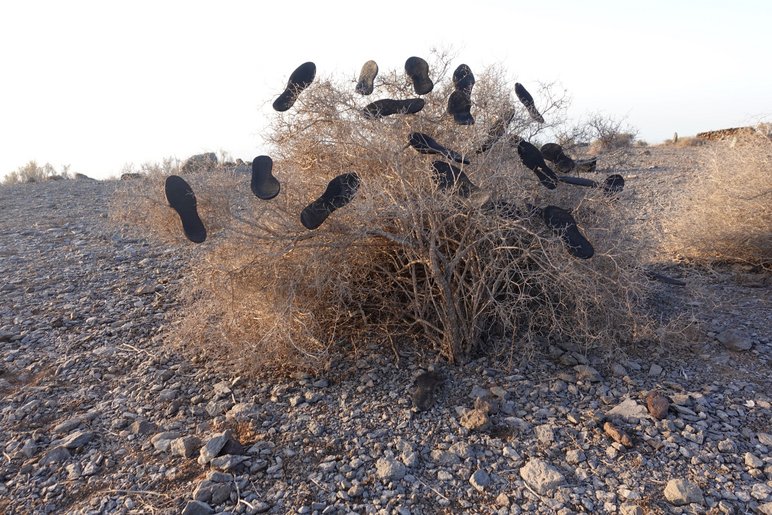Foto eines kargen Busches auf trockenem Kieselboden, im Gezweige hängen schwarze Schuh-Einlegesohlen.