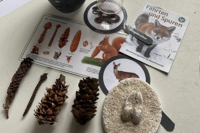 Auf einer Arbeitsfläche sind Arbeitsmaterialien zu Waldtieren und verschiedenen Tannenzapfen angeordnet.