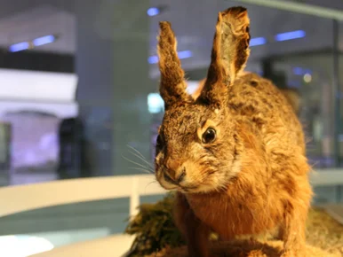 Foto eines ausgestopften und in einer Ausstellung präsentierten braunen Hasen