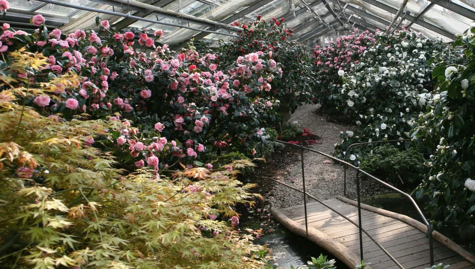 Eines von fünf Kamelienschauhäusern