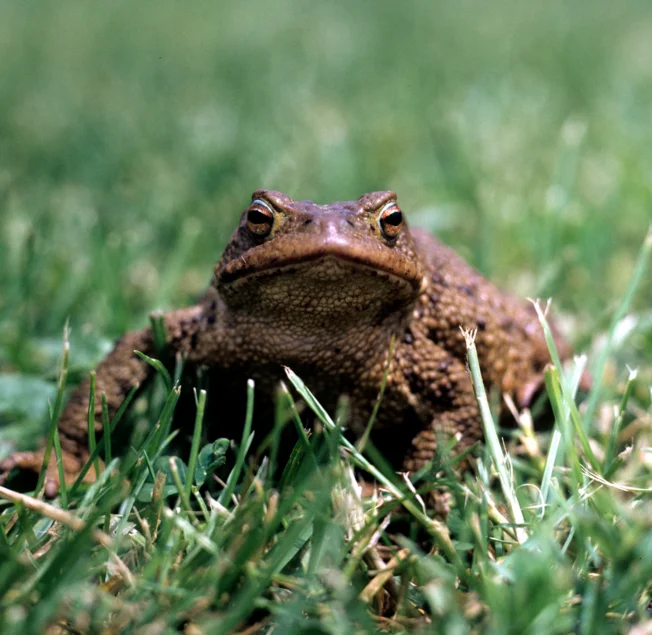 Das Foto zeigt eine direkt in die Kamera blickende Erdkröte im Gras.