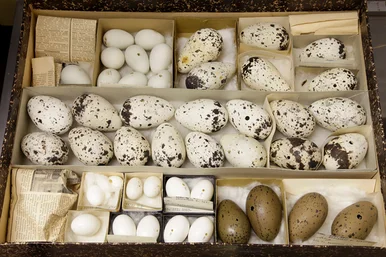 In einem Kasten liegen, nach Art sortiert, unterschiedlich große und unterschiedlich gemusterte Eier, von kleinen weißen bis hin zu größeren weiß-schwarz oder ocker-schwarz gesprenkelten.