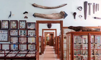 Blick in die sieben aufeinanderfolgenden Räume des historischen Naturalienkabinetts mit originalen Vitrinenschränken