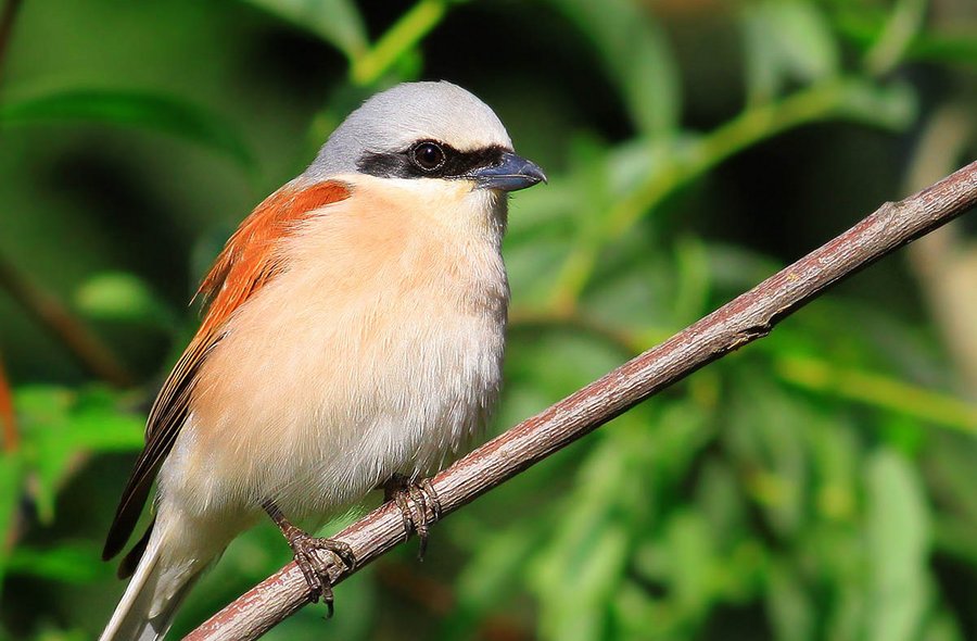 Foto eines kleinen Vogels mit lachs- und orangefarbenem Gefieder auf einem Ast im Grünen