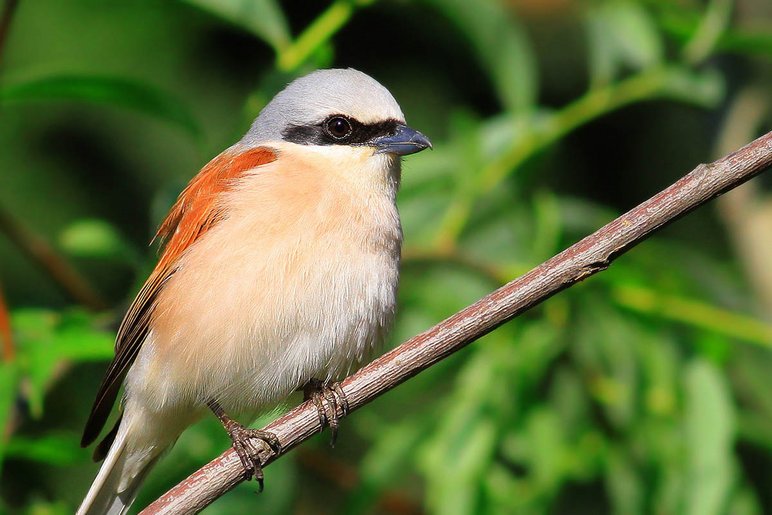 Foto eines kleinen Vogels mit lachs- und orangefarbenem Gefieder auf einem Ast im Grünen