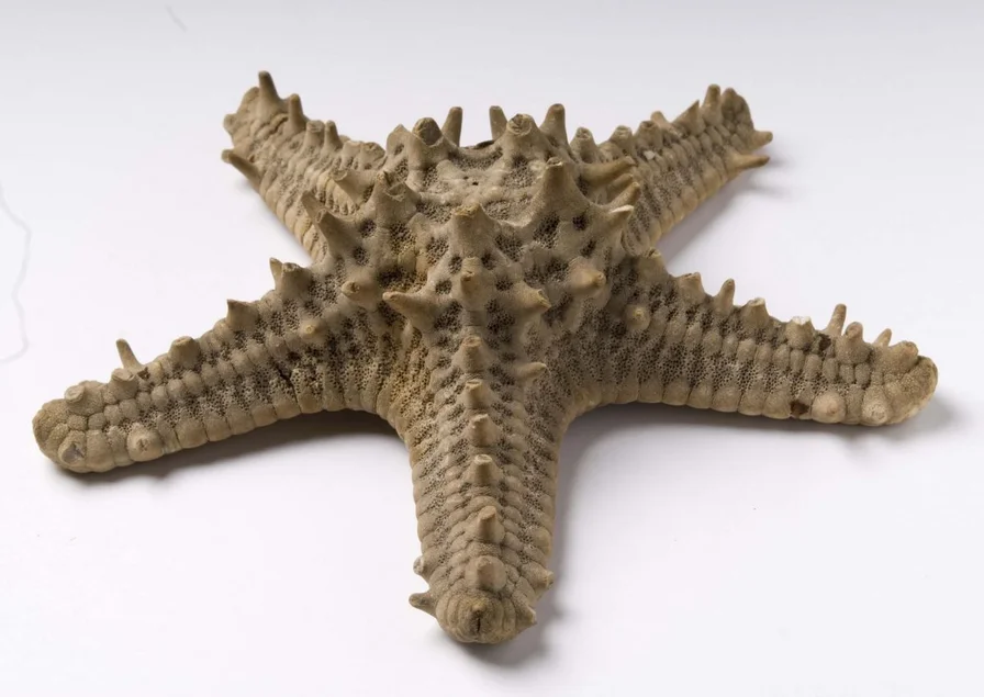 Walzenseestern, Linck-Sammlung, 18. Jahrhundert