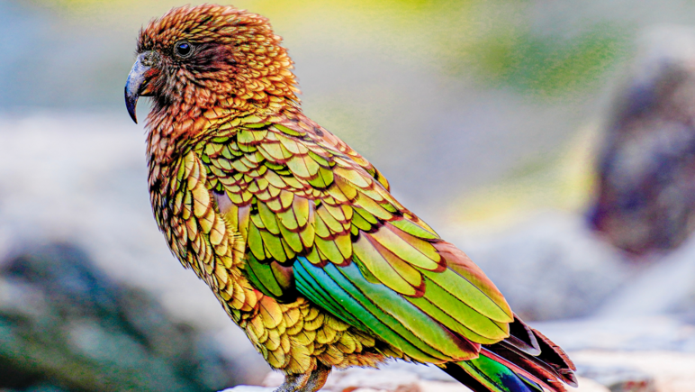 Nahaufnahme eines Papageien-artigen Vogels mit kurzem, spitzen Schnabel, dessen Gefieder einen orange-gelb-grünen Farbverlauf aufweist