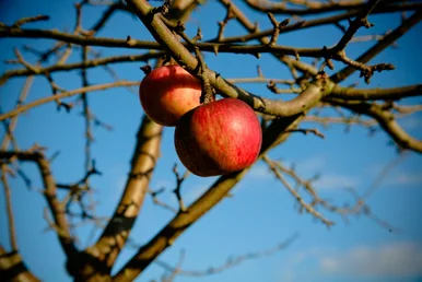 Malus pumila var. domestica Zwei rote Äpfel hängen an einem herbstlich-kahlen Apfelbaum.