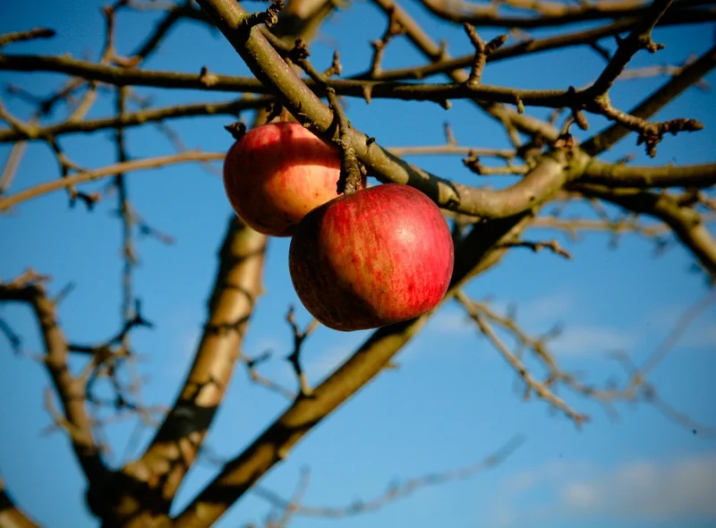 Zwei rote Äpfel hängen an einem herbstlich-kahlen Apfelbaum.