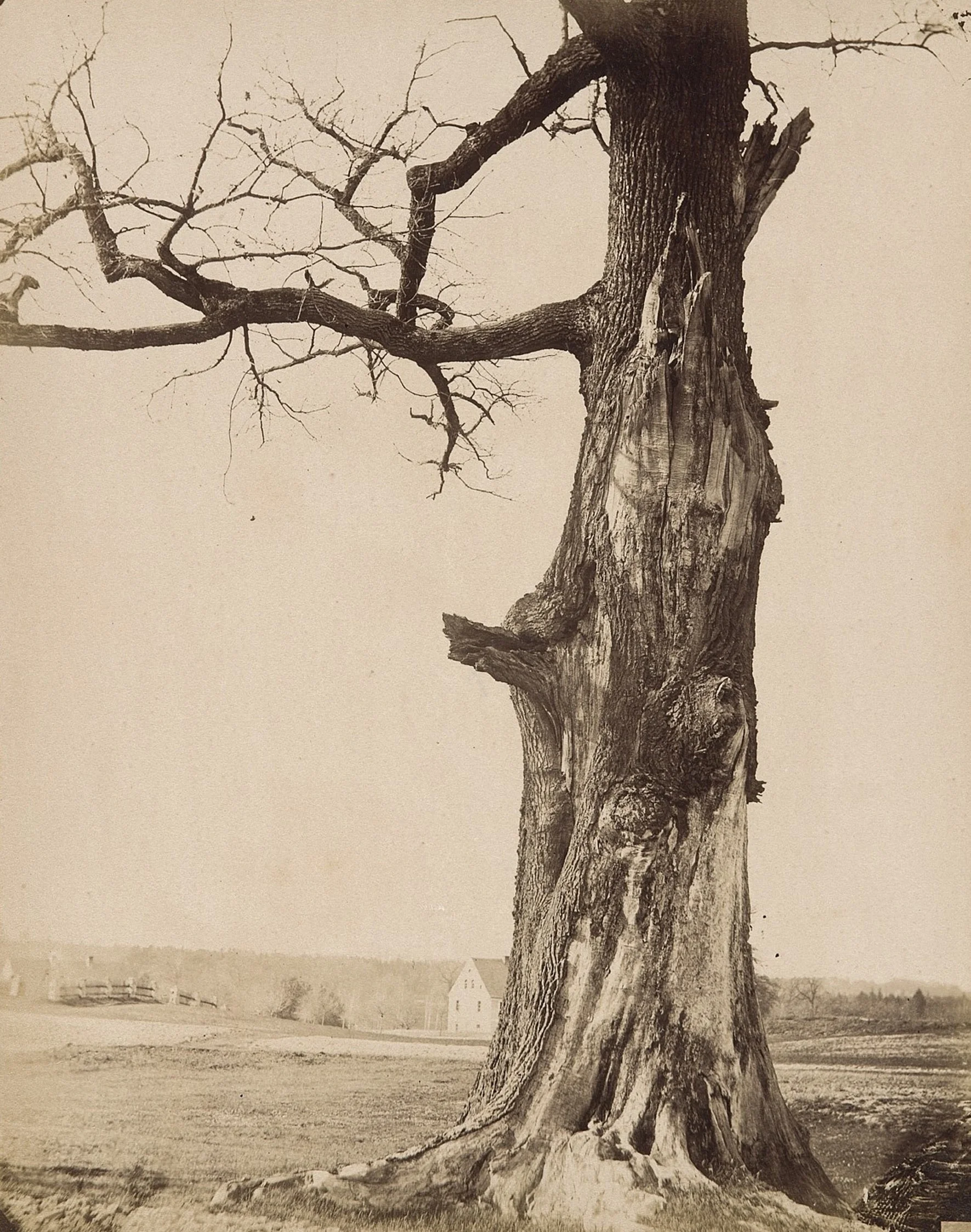 Historische Fotografie in Sepia-Tönen zeigt einen kahlen Baum am Rande eines Feldes