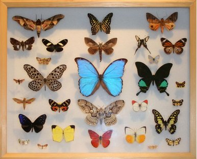 Schaukasten aus der Insektensammlung