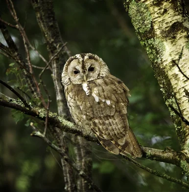 Auf einem Ast sitzender Waldkauz blickt direkt in die Kamera.