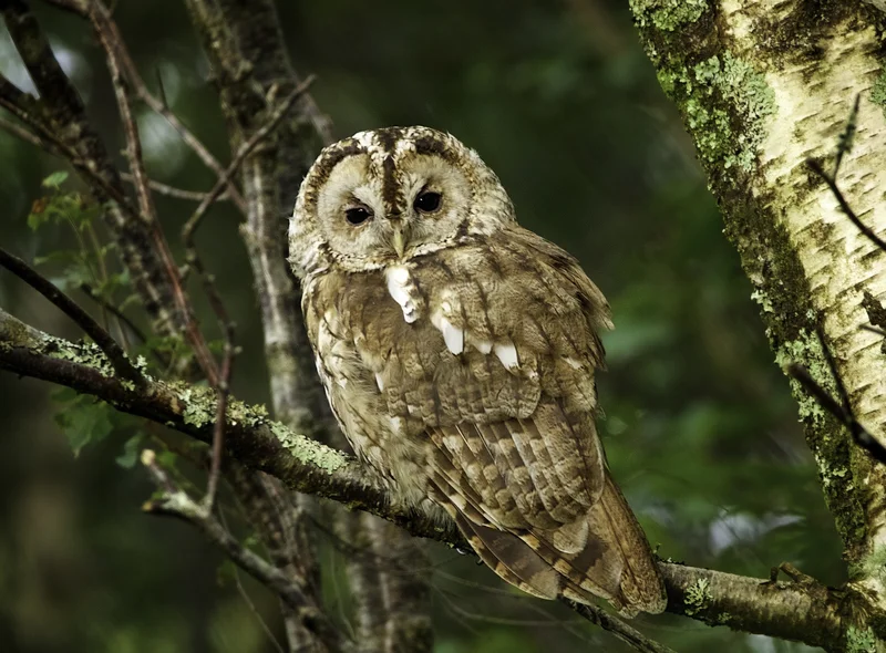 Auf einem Ast sitzender Waldkauz blickt direkt in die Kamera.