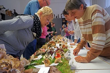 Mehrere Menschen beugen sich interessiert über einen langen Tisch, auf dem eine Vielzahl unterschiedlicher Pilze präsentiert werden.