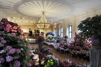 Hortensien in der Gründerzeit